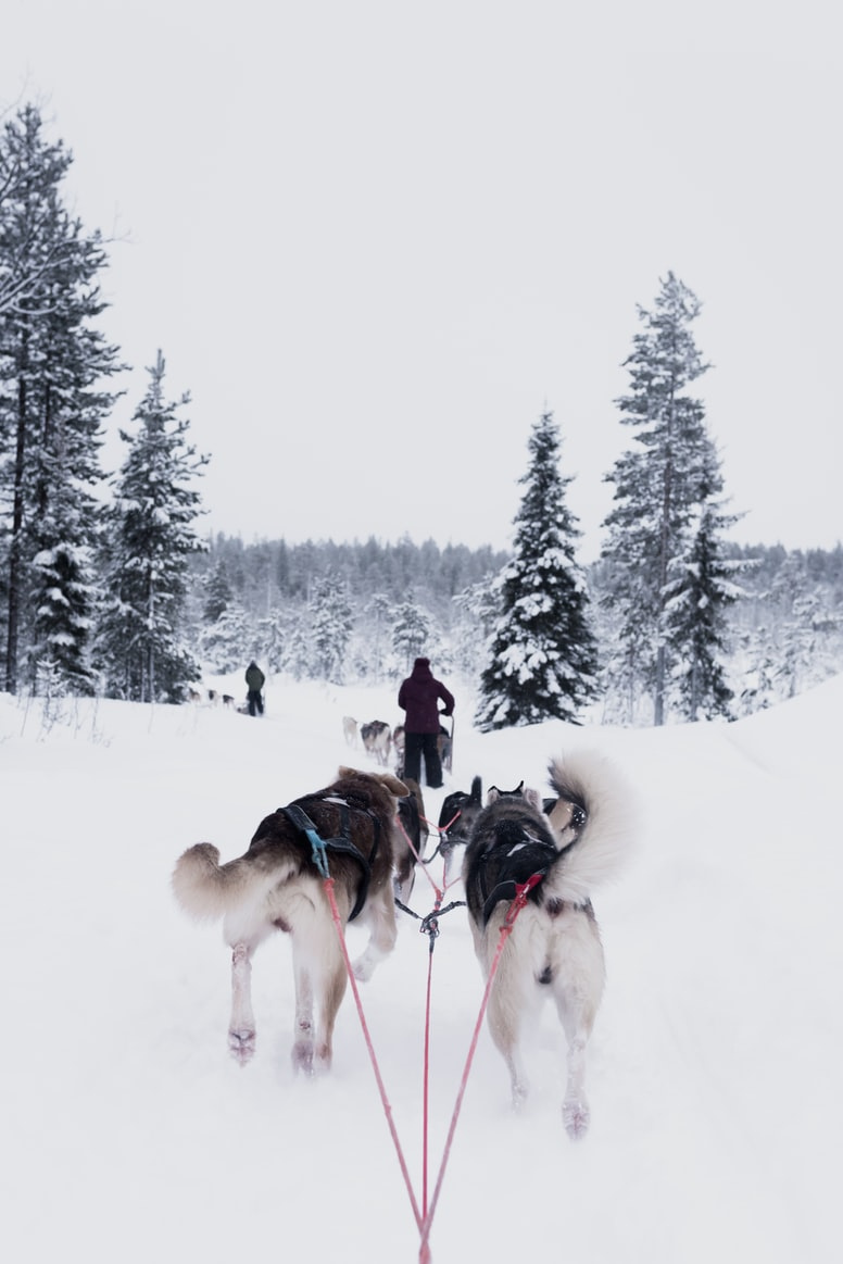 Dog Sledding