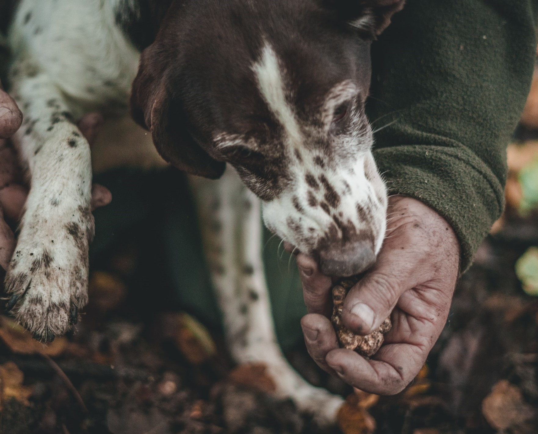 Truffle Hunting & Lunch