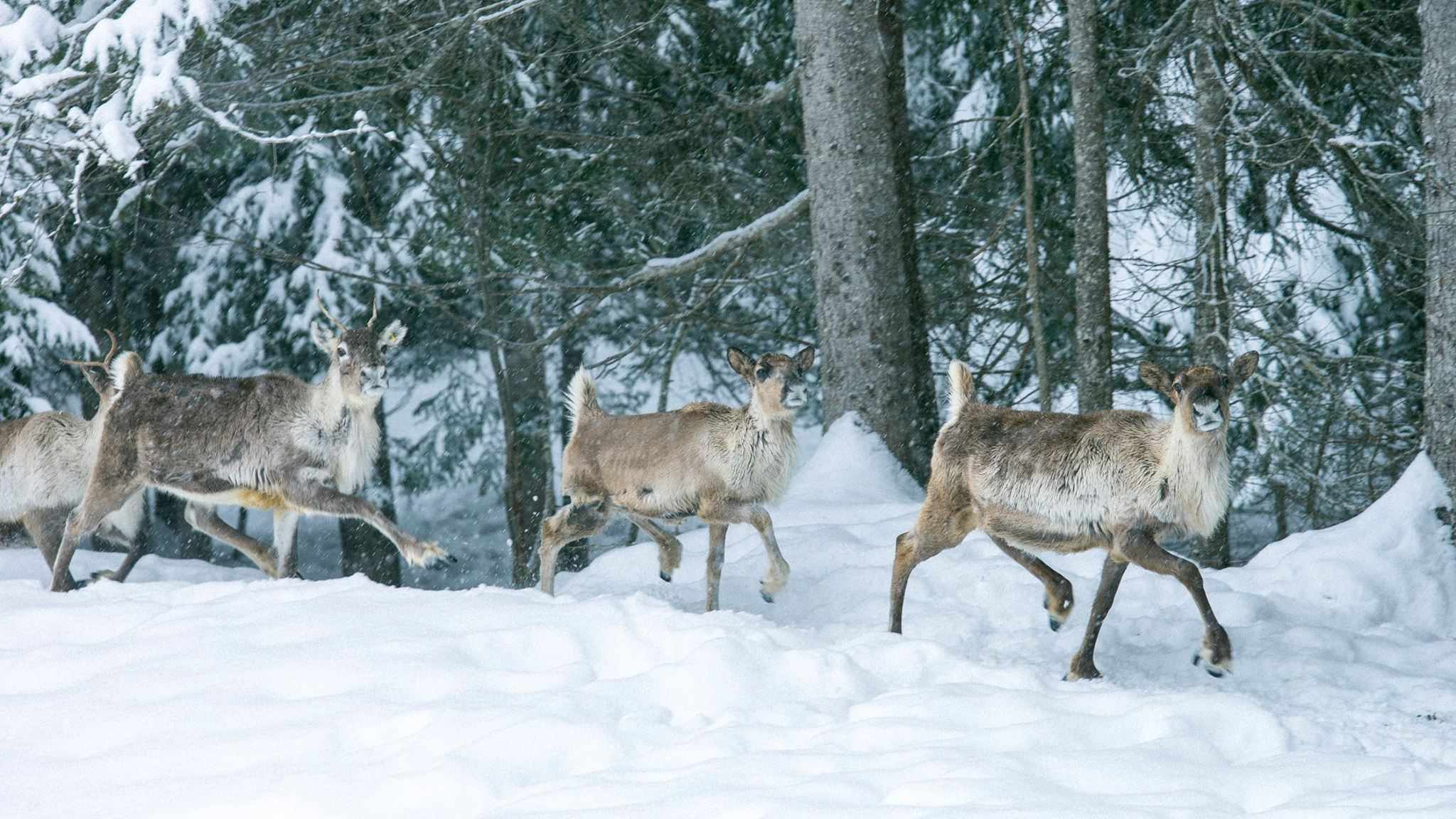 Visit A Reindeer Farm In Megève